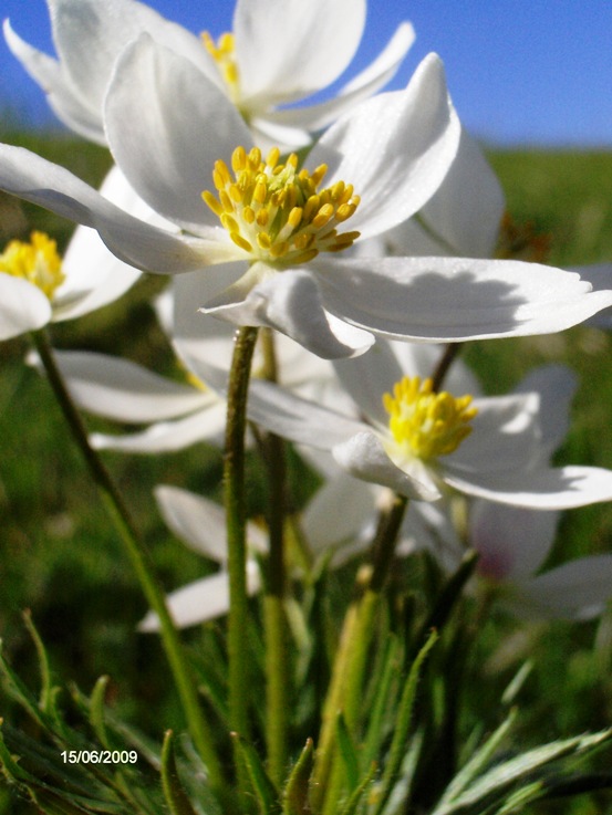 Anemonastrum narcissiflorum / Anemone narcissino